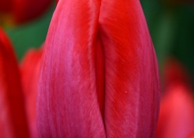 Tulipa Red van Eijk (3)