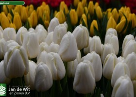 Tulipa Remix (2)