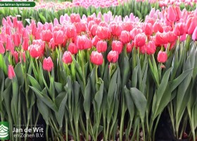 Tulipa Salmon Symbiose (1)