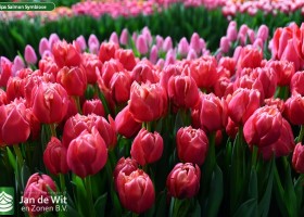 Tulipa Salmon Symbiose (2)