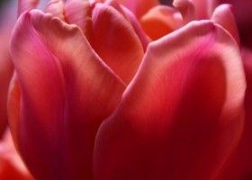 Tulipa Salmon Symbiose (3)