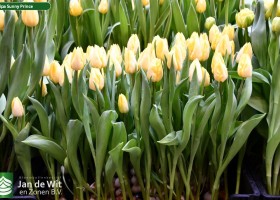 Tulipa Sunny Prince (1)