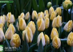Tulipa Sunny Prince (2)
