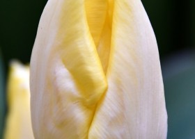 Tulipa Sunny Prince (3)