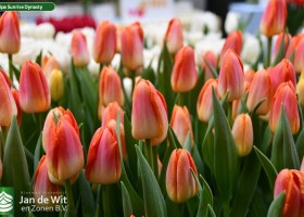 Tulipa Sunrise Dynasty (2)