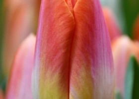 Tulipa Sunrise Dynasty (3)