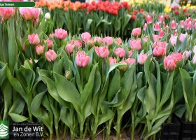 Tulipa Taiwan (1)