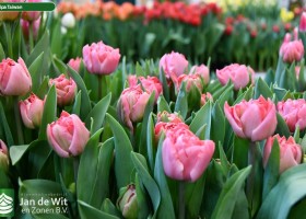 Tulipa Taiwan (2)