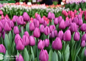 Tulipa Upperbay (2)