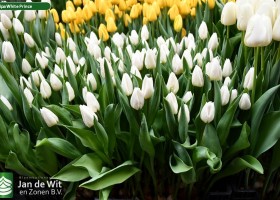 Tulipa White Prince (1)
