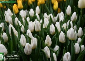 Tulipa White Prince (2)