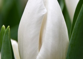 Tulipa White Prince (3)