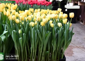 Tulipa Yellow Symbiose (1)
