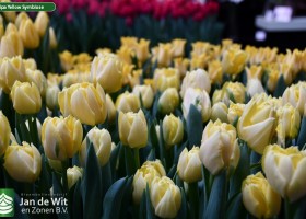 Tulipa Yellow Symbiose (2)