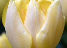 Tulipa Yellow Symbiose (3)