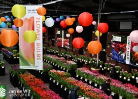 Dutch Tulip Show 2025