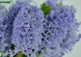 Photo studio shoot of Hyacinthus