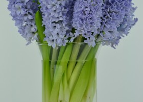 Hyacinthus Blue Eyes (1)
