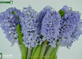 Hyacinthus Blue Eyes (2)