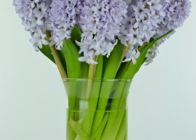 Hyacinthus City of Bradford (1)