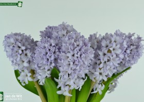 Hyacinthus City of Bradford (2)
