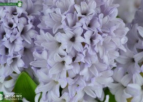 Hyacinthus City of Bradford (3)