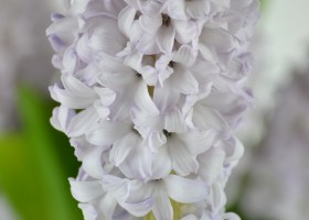 Hyacinthus City of Bradford (4)