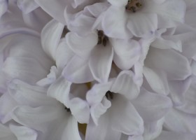 Hyacinthus City of Bradford (5)