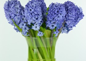 Hyacinthus Delft Blue (1)