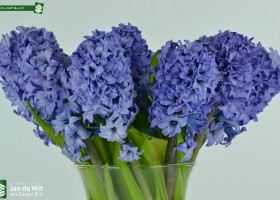 Hyacinthus Delft Blue (2)