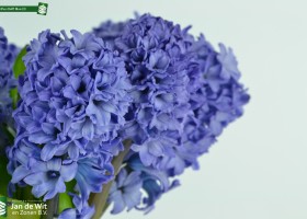Hyacinthus Delft Blue (3)