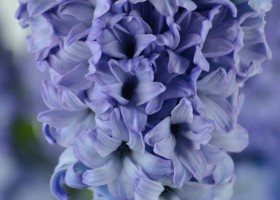 Hyacinthus Delft Blue (4)