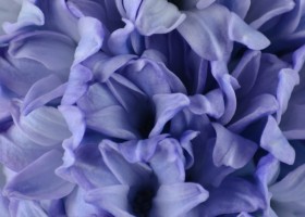 Hyacinthus Delft Blue (5)