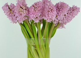 Hyacinthus Fondant (1)