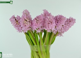 Hyacinthus Fondant (2)