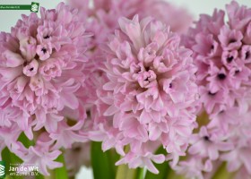 Hyacinthus Fondant (3)