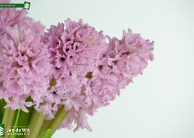 Hyacinthus Fondant (4)