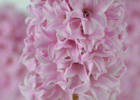 Hyacinthus Fondant (5)