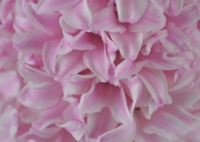 Hyacinthus Fondant (6)