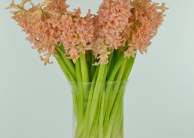 Hyacinthus Gipsy Queen (1)