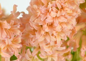 Hyacinthus Gipsy Queen (2)