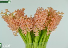 Hyacinthus Gipsy Queen (3)