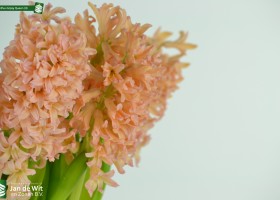 Hyacinthus Gipsy Queen (4)