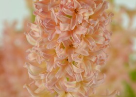 Hyacinthus Gipsy Queen (5)