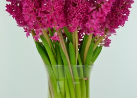 Hyacinthus Jan Bos (1)