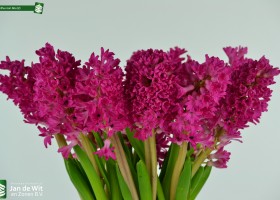 Hyacinthus Jan Bos (2)