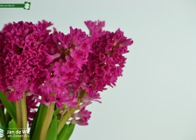 Hyacinthus Jan Bos (3)