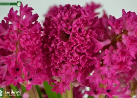 Hyacinthus Jan Bos (4)