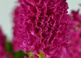 Hyacinthus Jan Bos (5)