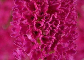 Hyacinthus Jan Bos (6)